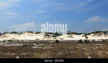 Pinien und Sträuchern wachsen auf einer Reife Sanddüne in Florida Stockfoto