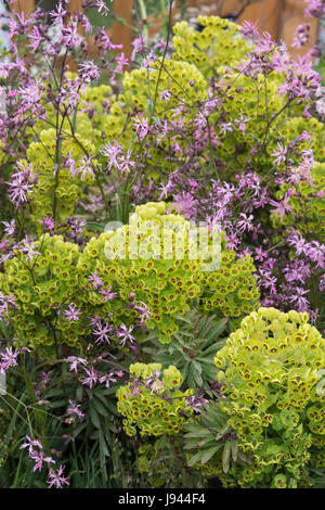 Euphorbia Characias. Mittelmeer-Wolfsmilch Blumen Stockfoto