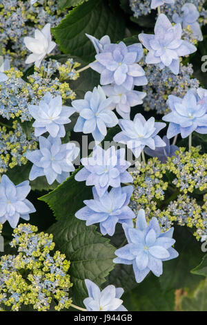 Hydrangea Macrophylla 'Feuerwerk blau' Stockfoto