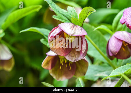 Helleborus Orientalis blühen im Garten, Frühling Zeit. Stockfoto