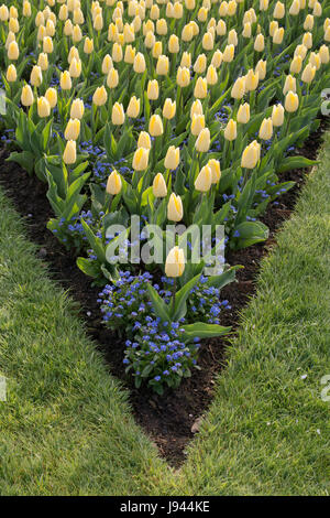 Tulipa und Myosotis Sylvatica 'Bluesylva'. Tulpe "sonnigen Prinzen" und vergiß mich nicht in ein Blumenbeet im RHS Wisley Gardens, Surrey, UK Blumen Stockfoto