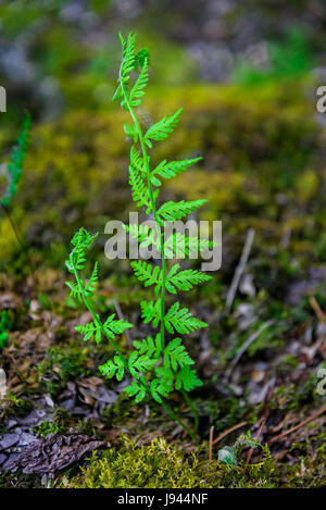 Grüne Farn schießt auf bemoosten Steinen wachsen Stockfoto