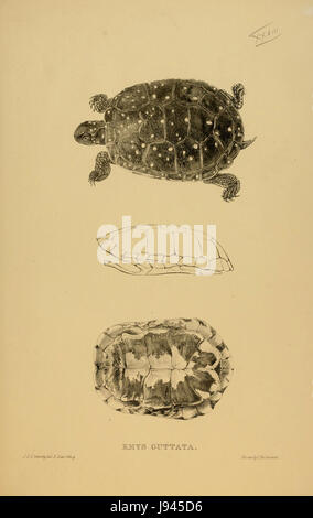 N136 Sowerby & Lear 1872 (Clemmys Guttata) Stockfoto