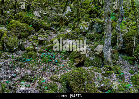 Die Stones mit grünem Moos bedeckt sind am Hang des Berges Stockfoto