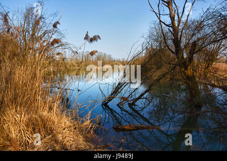 La petite Camague alsacienne Stockfoto