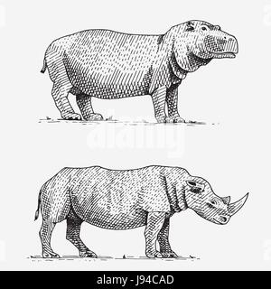 Nilpferd und schwarze oder weiße Nashorn hand gezeichnet, gravierte Wildtiere im Vintage oder Retro-Stil, afrikanische Zoologie Satz Stock Vektor