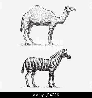 Kamel und Zebra hand gezeichnet, gravierte Wildtiere im Vintage oder Retro-Stil, afrikanische Zoologie Satz Stock Vektor