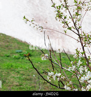 Kirschblüten im Vordergrund eines schneebedeckten Rasenfläche Stockfoto