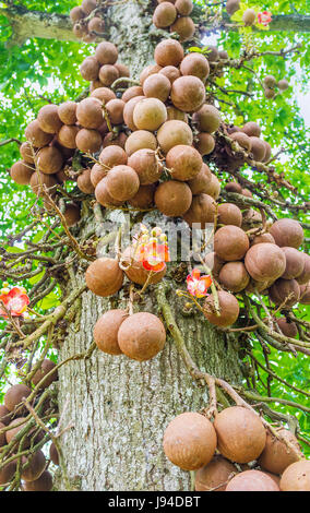 Die kugelförmigen Früchte der Kanonenkugel Baum mit einem holzigen Schale machen ihn zu einem der interessantesten Pflanzen in Peradeniya Botanical Garden, Kandy, Sri Lan Stockfoto