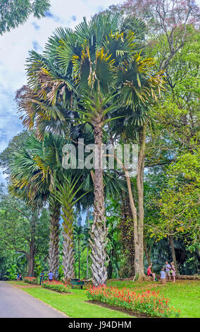 PERADENIYA, SRI LANKA - 28. November 2016: Die Touristen ruhen im Schatten von hohen Palmen am 28. November in Peradeniya Stockfoto