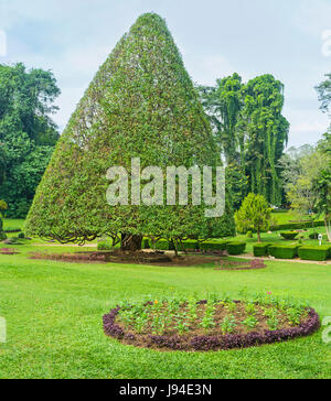 Der schöne Baum wird in Form eines Dreiecks gestutzt, sie wächst in der Blume-Abteilung von Paradeniya königlichen botanischen Garten in Kandy, Sri Lanka. Stockfoto