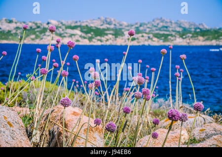 Wilde Zwiebel Lauch wächst zwischen Granitfelsen auf der schönen Insel Sardinien. Blauen See und eine andere Insel auf Hintergrund, Sardegna, Italien Stockfoto