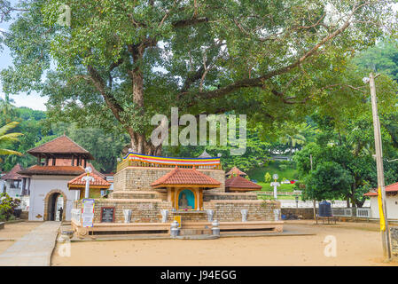 KANDY, SRI LANKA - NOVEWMBER 28, 2016: die riesige Bodhi-Baum mit kleinen Schrein, befindet sich auf Pattini Devale Komplex, am 28. November in Kandy. Stockfoto