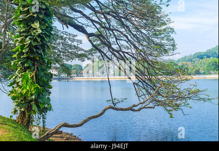 Der Blick auf die Tempel Sacret Zahn durch das Grün des Bogambara-Sees in Kandy, Sri Lanka. Stockfoto