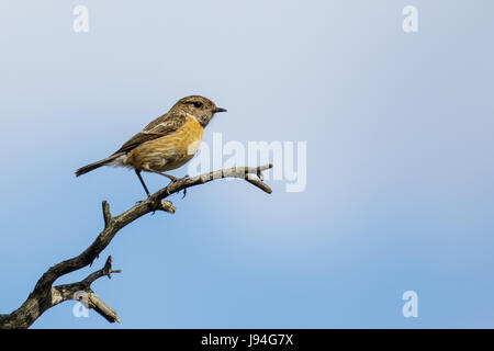 Seitenansicht von einem einzigen weiblichen Schwarzkehlchen (Saxicola Torquata / Saxicola Rubicola) gegen blauen Himmel Stockfoto