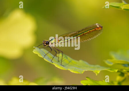 Closse, grün schillernden weibliche gebändert Prachtlibelle (Calopteryx Splendens) thront auf Eichenblatt Stockfoto