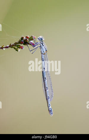 Weibliche gemeinsame Blue Damselfly (Enallagma Cyathigerum) hängen von einer blühenden Heidekraut-Blume Stockfoto