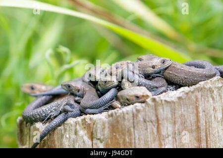 Lounge, Gruppe oder Bündel von gemeinsamen Eidechsen (Zootoca Vivipara) auf einem Baumstumpf log Stockfoto