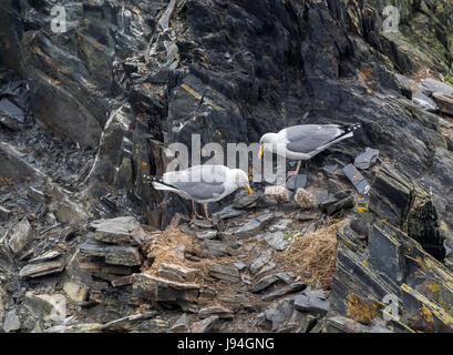 Hering Guls, Pembrokeshire Küstenweg Stockfoto