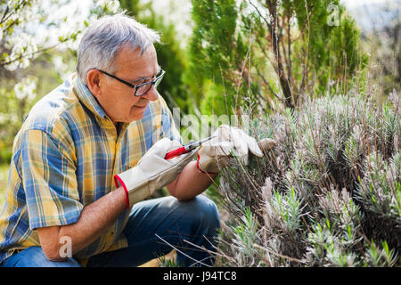 Ältere Mann in seinem Garten. Er ist Beschneidung Pflanzen. Stockfoto