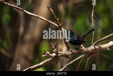 Indische Robin (männlich) Stockfoto