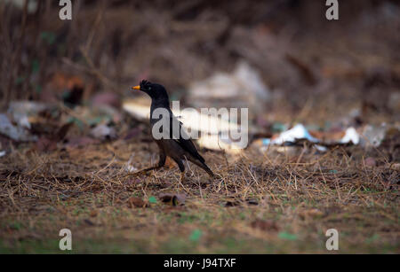 Dschungel Myna Stockfoto