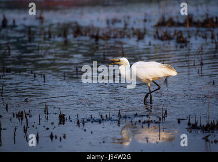 Großer Egret Swalloing ein Fisch Stockfoto