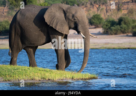 Afrikanischer Elefant am Chobe Fluss in Kasane, Nambibia Stockfoto