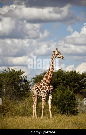 Eine einzelne Giraffe führt schrittweise durch die Savanne und Bush. Aufgenommen am 09.04.2017 in Central Kalahari Game Reserve. Die Giraffe (Giraffa Plancius) ist die höchste Land lebende Tier der Erde. Bullen können bis zu 6 Meter hohen, Kühe bis zu 4,5 erreichen. Ihr auffälligstes Merkmal ist ihre unverhältnismäßig langen Hals, die besteht aus nur 7 extrem verlängerten Hals Wirbel. Giraffen Leben heute nur in den Savannen südlich der Sahara. Bis so spät wie das 7. Jahrhundert Giraffen auch in Nordafrika gefunden. Die gespaltenen Huftiere grasen in erster Linie auf Akazien. Ihre 50cm Tonne Stockfoto