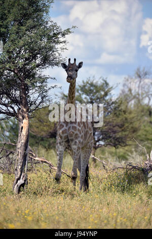 Eine weibliche Giraffe grast auf einer Akazie. Aufgenommen am 09.04.2017 in Central Kalahari Game Reserve. Die Giraffe (Giraffa Plancius) ist die höchste Land lebende Tier der Erde. Bullen können bis zu 6 Meter hohen, Kühe bis zu 4,5 erreichen. Ihr auffälligstes Merkmal ist ihre unverhältnismäßig langen Hals, die besteht aus nur 7 extrem verlängerten Hals Wirbel. Giraffen Leben heute nur in den Savannen südlich der Sahara. Bis so spät wie das 7. Jahrhundert Giraffen auch in Nordafrika gefunden. Die gespaltenen Huftiere grasen in erster Linie auf Akazien. Ihre 50cm Zunge hilft t Stockfoto