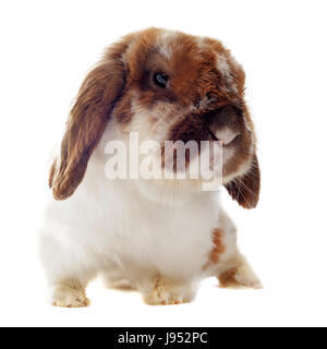 Bauernhof und Kaninchen, Hase, Hasen, schön, beauteously, schön, Tier, Haustier, braun, Stockfoto