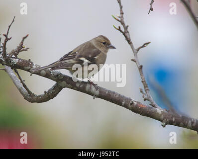 GEMEINSAMEN BUCHFINK auf AST 2017 Stockfoto