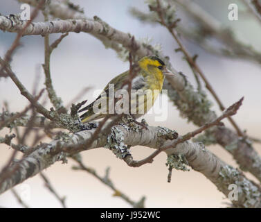 EURASISCHE ZEISIG auf AST 2017 Stockfoto