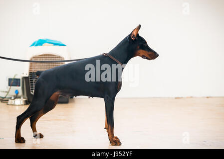 Porträt von reinrassigen Dobermann posiert Stockfoto