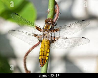 Junge weibliche Libellula Depressa, breit-bodied Chaser oder breit-bodied Darter, ruht auf rose Zweig Stockfoto