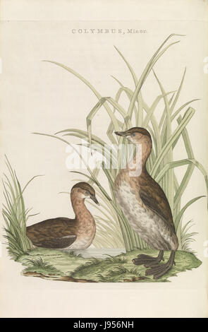 Die „Nederlandsche Vogelen“ ist ein renommiertes ornithologisches Werk aus den Niederlanden mit detaillierten Abbildungen von Vogelarten. „Tachybaptus ruficollis“ bezieht sich auf den kleinen Grebe, einen Wasservogel, der für seine geringe Größe und sein unverwechselbares Aussehen bekannt ist. Stockfoto