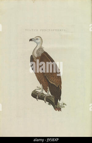 Nederlandsche Vogelen (KB) abgeschottet Fulvus (korteinhoud008) Stockfoto