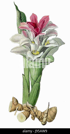 Paradisus Londinensis (96 Curcuma Aromatica) Stockfoto