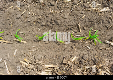 Mais-Feld ausgesät mit Direktsaat-Technologie im Frühsommer an einem sonnigen Tag Stockfoto