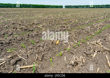 Mais-Feld ausgesät mit Direktsaat-Technologie im Frühsommer Stockfoto