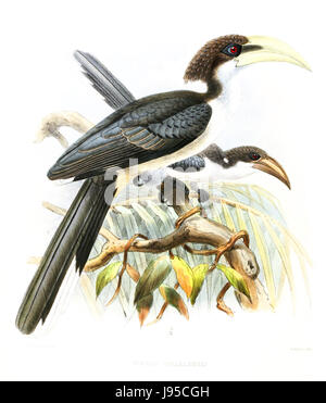 OcycerosGingalensisLegge Stockfoto