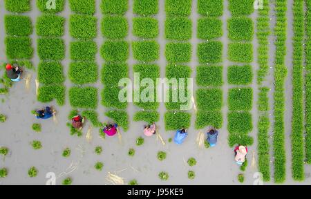 Yangzhou, China Jiangsu Provinz. 5. Juni 2017. Landwirte zu verpflanzen Reis Sämlinge in den Feldern in Yangzhou Stadt, Ost-China Jiangsu Provinz, 5. Juni 2017. Bildnachweis: Meng Delong/Xinhua/Alamy Live-Nachrichten Stockfoto