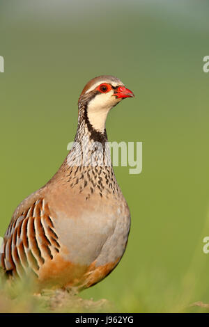 Rothuhn, Französisch Partridge, Alectoris Rufa, Erwachsene Sommer Gefieder. eine einheimische Wildart, auch ein Spiel Vogel gezüchtet und für die Jagd freigegeben Stockfoto