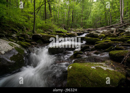 Lynn Camp Zinke ist eines der beiden Hauptzuflüsse, aus denen sich die mittlere Zinke des Little River im Great Smoky Mountain National Park.  Es befindet sich im Bereich Tremont des Parks und kann über den nahen Zinke Trail, der den Stream folgt zugegriffen werden. Stockfoto