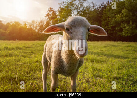 weißes Lamm essen - stehend auf dem Rasen (Wiese) Stockfoto