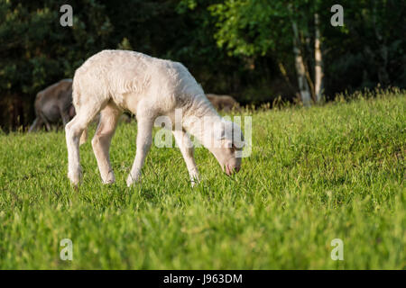 weißes Lamm essen - stehend auf dem Rasen (Wiese) Stockfoto