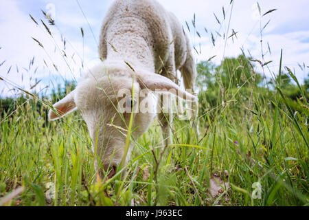 weißes Lamm essen - stehend auf dem Rasen (Wiese) Stockfoto