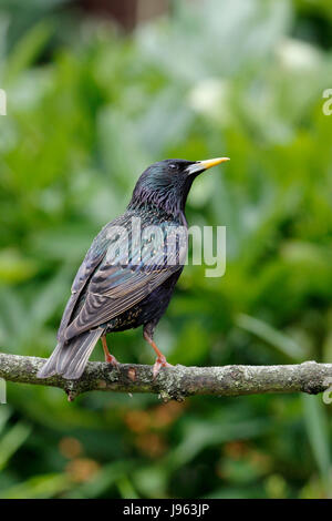 Gemeinsamen Starling Sturnus Vulgaris Männchen im Sommer Gefieder Stockfoto