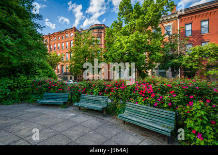 Bänke und Blumen im Park Avenue-Median-Park in Bolton Hill, Baltimore, Maryland. Stockfoto