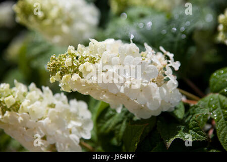 Oakleaf Hortensie (Hydrangea quercifolia Jetstream Blumen) - USA Stockfoto